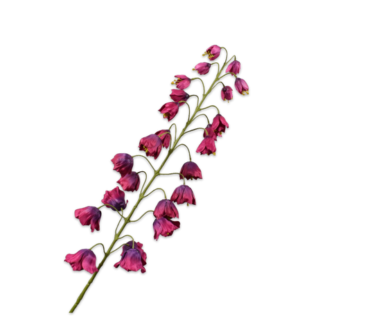 Laad afbeelding in Galery viewer, Fritillaria lavendel