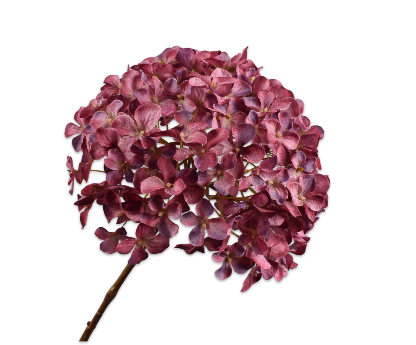 Hortensia beauty