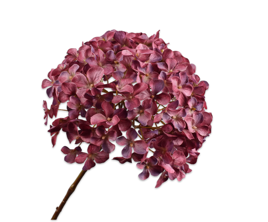 Hortensia beauty