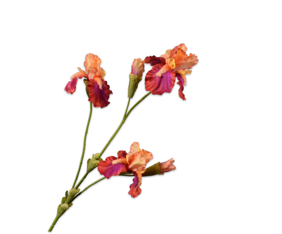 Iris tak fuchsia oranje