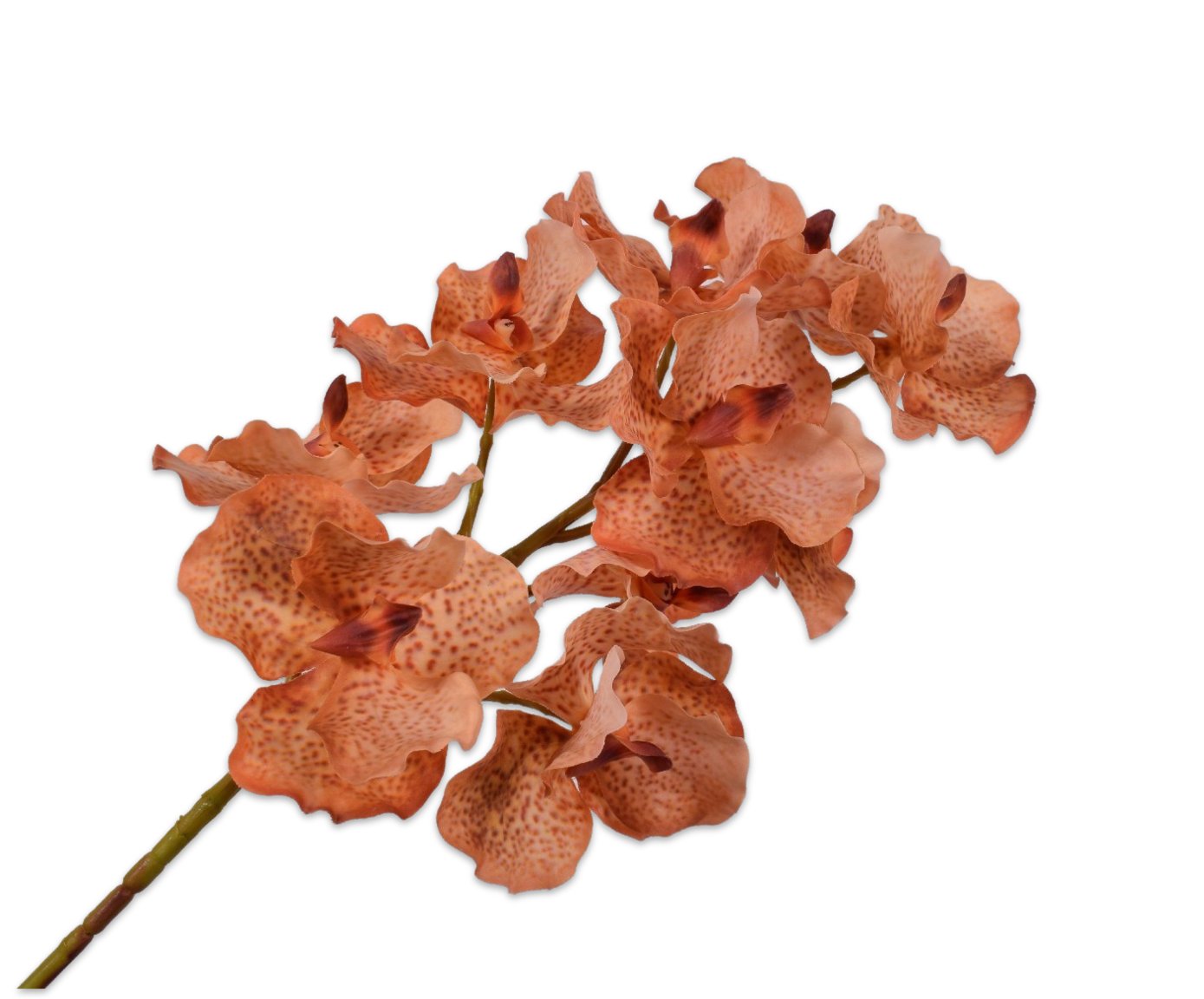Vanda oranje
